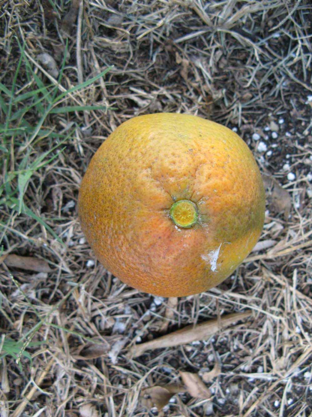              Fruit (Winter Haven, FL)       